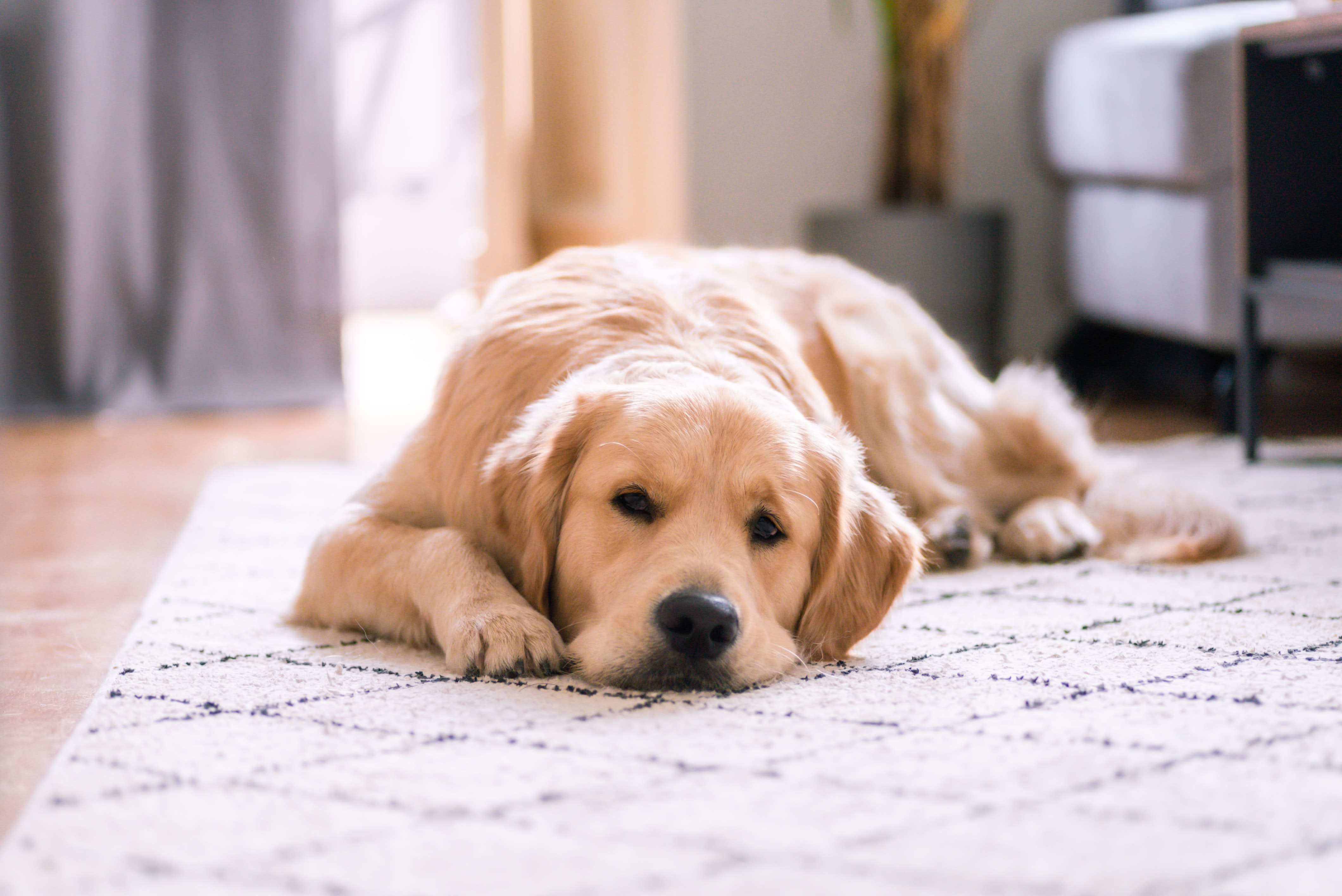 home filter helps remove dust and allergens air condition filters