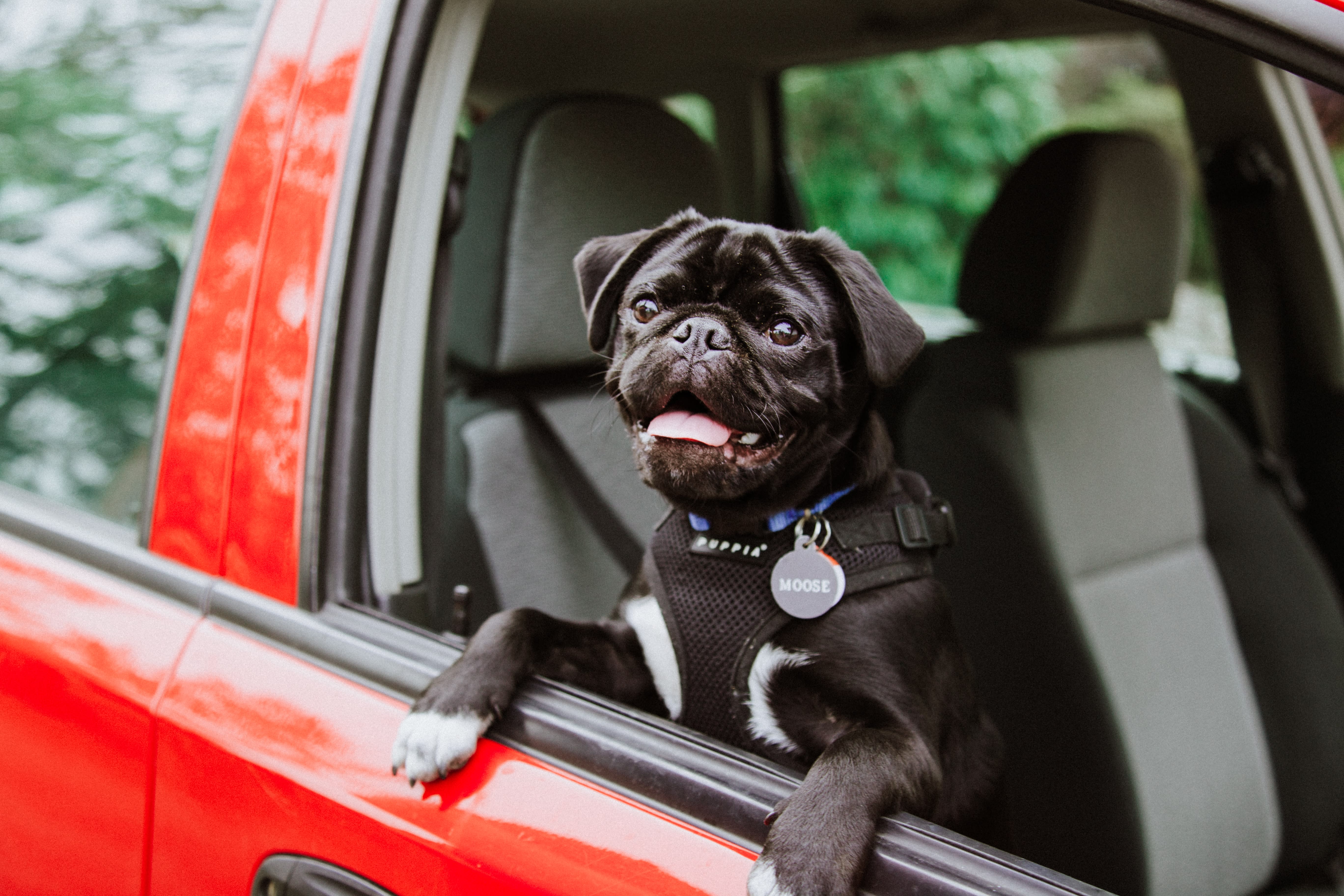 dog in car